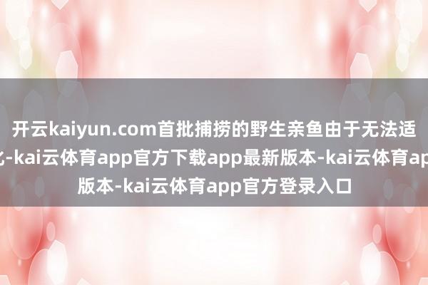 开云kaiyun.com首批捕捞的野生亲鱼由于无法适合水环境的变化-kai云体育app官方下载app最新版本-kai云体育app官方登录入口